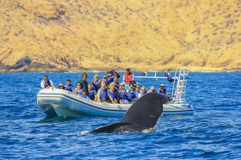 Cabo San Lucas: 2-Hour Whale Watching Adventure - Limitations and Considerations