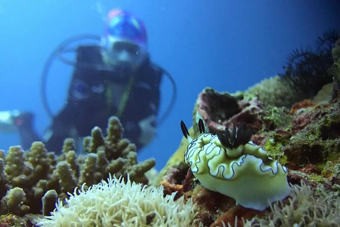 Cabo San Lucas 2 Tank Scuba Diving - Practicalities and Accessibility