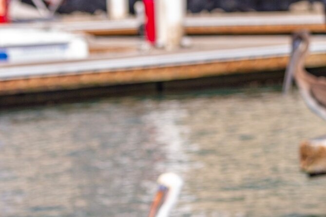 Cabo San Lucas Arch Private Boat Tour - Valuable Additions and Unique Features