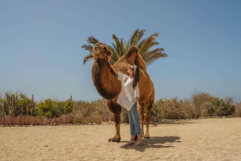 Cabo San Lucas: Camel Safari Tour with Lunch and Tequila - The Value and Potential Drawbacks
