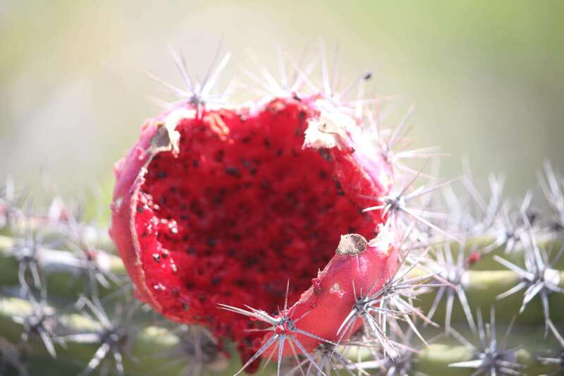 Cabo San Lucas: Candelaria Village ATV Tour - Comparing Similar ATV Adventures in Cabo