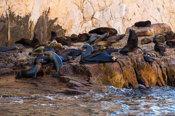 Cabo San Lucas city tour and amazing sea adventure to Lands End! - Practical Details and Booking Insights