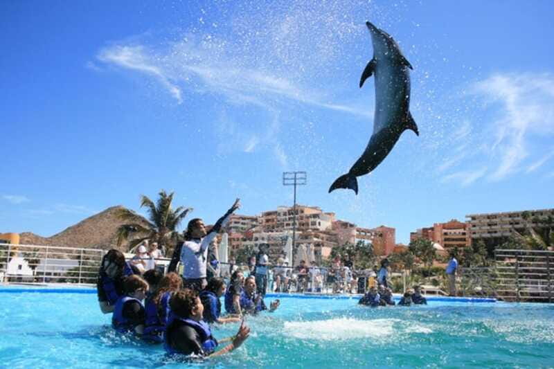 Cabo San Lucas: Dolphin Swim Class with Marine Specialist - Final Thoughts: A Heartfelt Dolphin Interaction in Cabo
