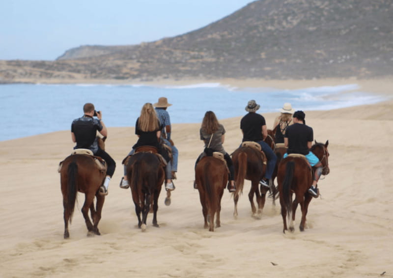 Cabo San Lucas: Horseback Riding Adventure - Wildlife Watching and Nature Highlights