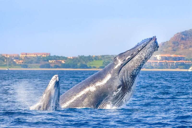 Cabo San Lucas: Luxury Catamaran Whale Watching Experience - Key Points