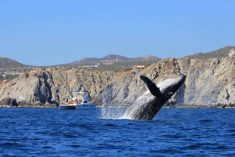 Cabo San Lucas: Luxury Catamaran Whale Watching Experience - Viewing Whales Breaching and Listening to Their Songs