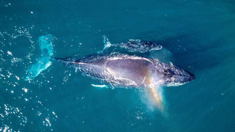 Cabo San Lucas: Luxury Catamaran Whale Watching Experience - Expert Guides and Marine Life Knowledge