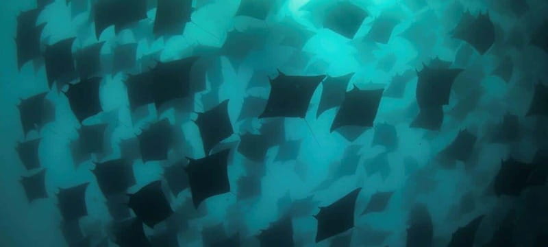 Cabo San Lucas: Marine Reserve Dive - Exploring the Marine Reserves Underwater World