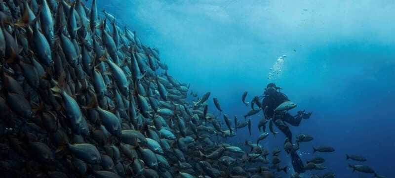 Cabo San Lucas: Marine Reserve Dive - Marine Life and Conservation Principles