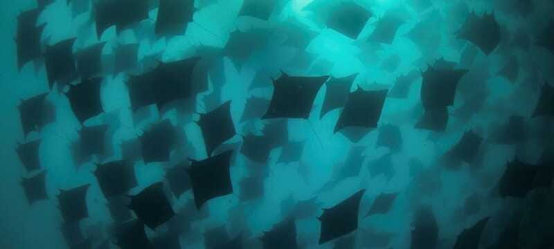 Cabo San Lucas: Marine Reserve Dive - Final Tips for Participants