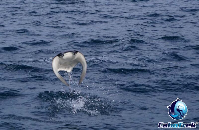 Cabo San Lucas: Mobula Ray Safari - Key Points