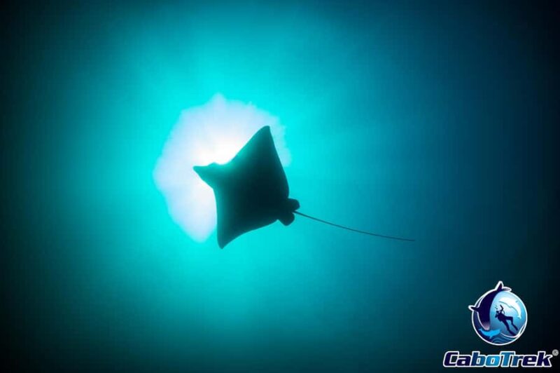 Cabo San Lucas: Mobula Ray Safari - Witnessing the Mobula Ray Migration from May to July