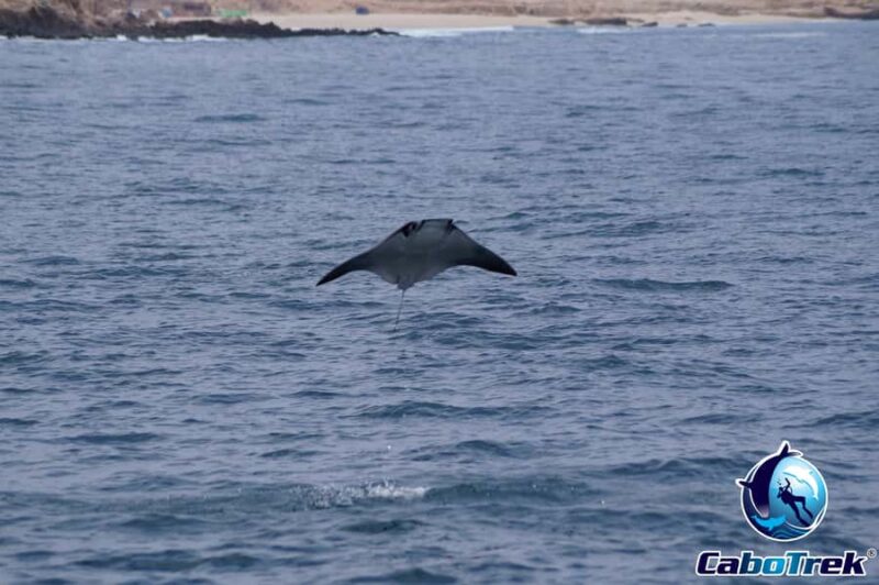 Cabo San Lucas: Mobula Ray Safari - Snorkeling with Graceful Mobula Rays