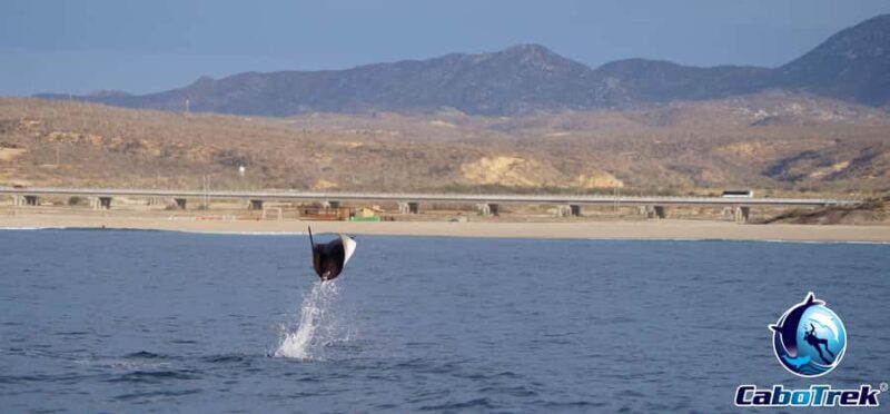 Cabo San Lucas: Mobula Ray Safari - The Ideal Participant for the Mobula Ray Safari