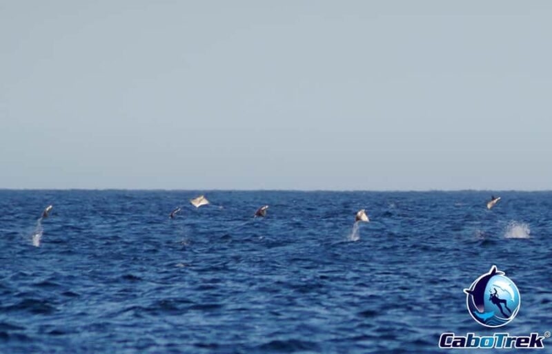 Cabo San Lucas: Mobula Ray Safari - The Sum Up: A Unique Marine Wildlife Encounter in Cabo