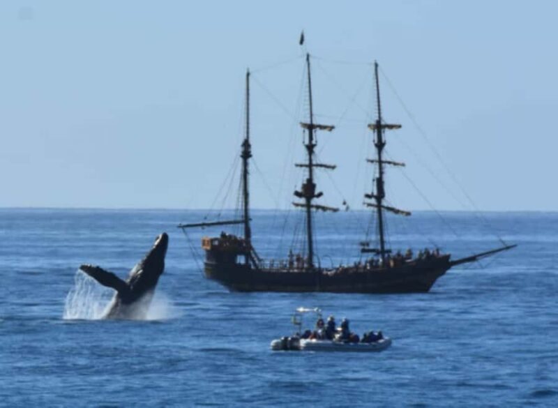Cabo San Lucas: Pirate Snorkel Cruise with Buffet & Drinks - Scenic Departure from La Terminal de Cabo