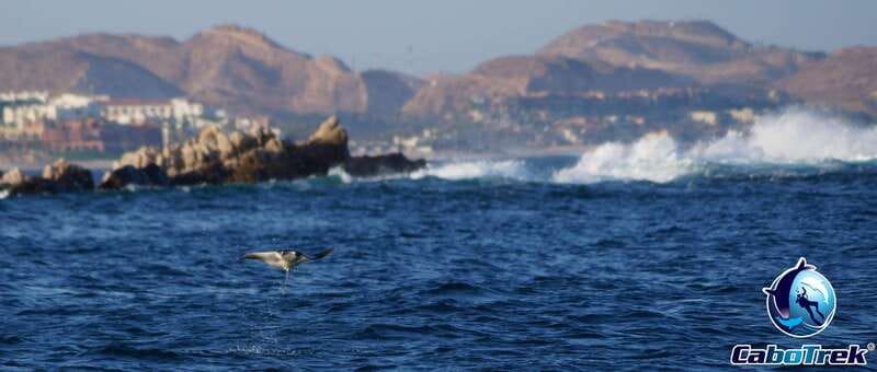 Cabo San Lucas Private and Shared Snorkeling Tour - Comparing the 2-Hour and 4-Hour Snorkeling Experiences