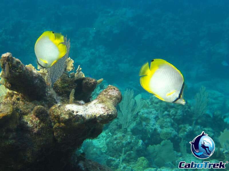 Cabo San Lucas Private and Shared Snorkeling Tour - Who Will Enjoy This Tour Most