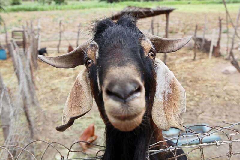 Cabo San Lucas: Private Jeep Tour to Todos Santos - Practical Details: Logistics and Inclusion