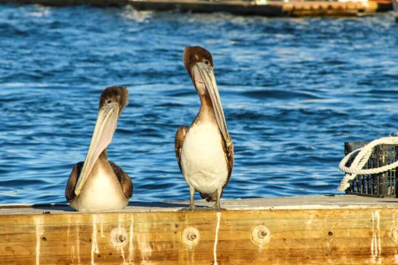 Cabo San Lucas: Private Sunset Cruise - Sunset Views and the Golden Hour Atmosphere