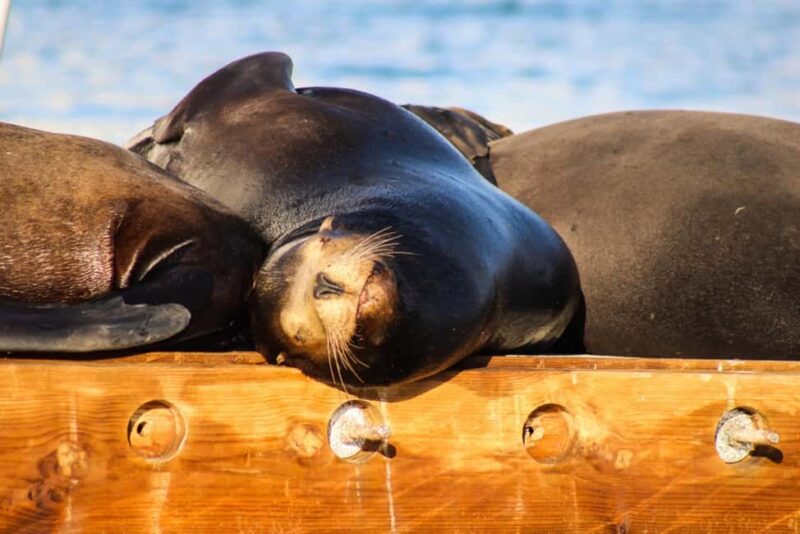 Cabo San Lucas: Private Sunset Cruise - Flexibility and Customization in a Private Setting