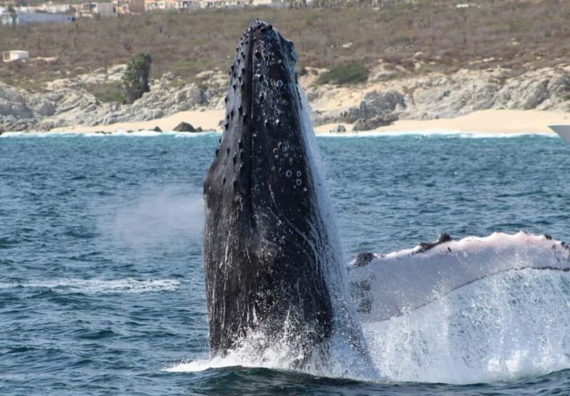 Cabo San Lucas: Private Whale Watching Yacht Excursion - Cabo San Lucas’s Private Whale Watching Yacht: An Exclusive 2-Hour Journey
