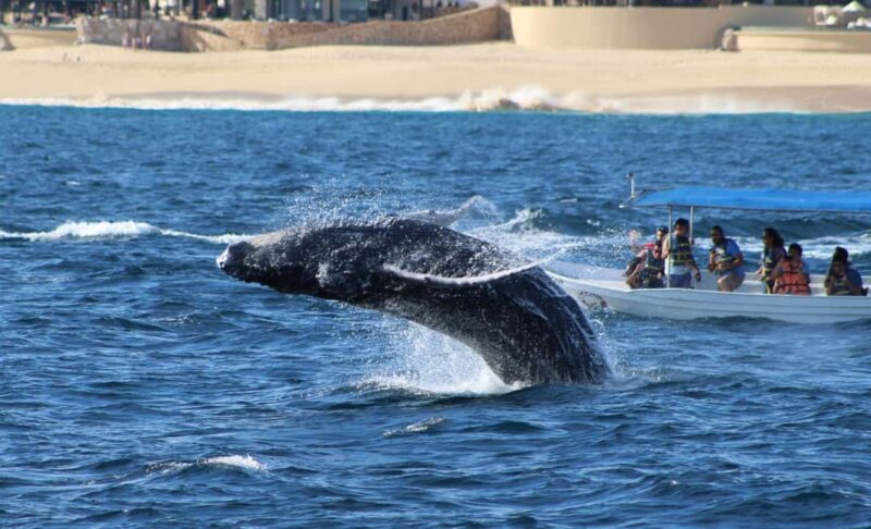 Cabo San Lucas: Private Whale Watching Yacht Excursion - The Whale Migration and Optimal Viewing Times