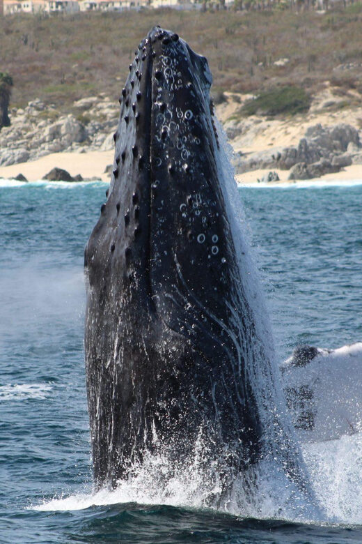 Cabo San Lucas: Private Whale Watching Yacht Excursion - Cabo San Lucas: Private Whale Watching Yacht – Final Thoughts