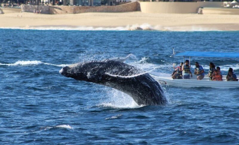 Cabo San Lucas: Private Whale Watching Yacht Excursion - Frequently Asked Questions
