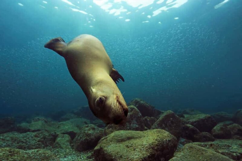 Cabo San Lucas: Scuba Diving in Cabo San Lucas Marine Park - Exploring Baja California Surs Marine Park