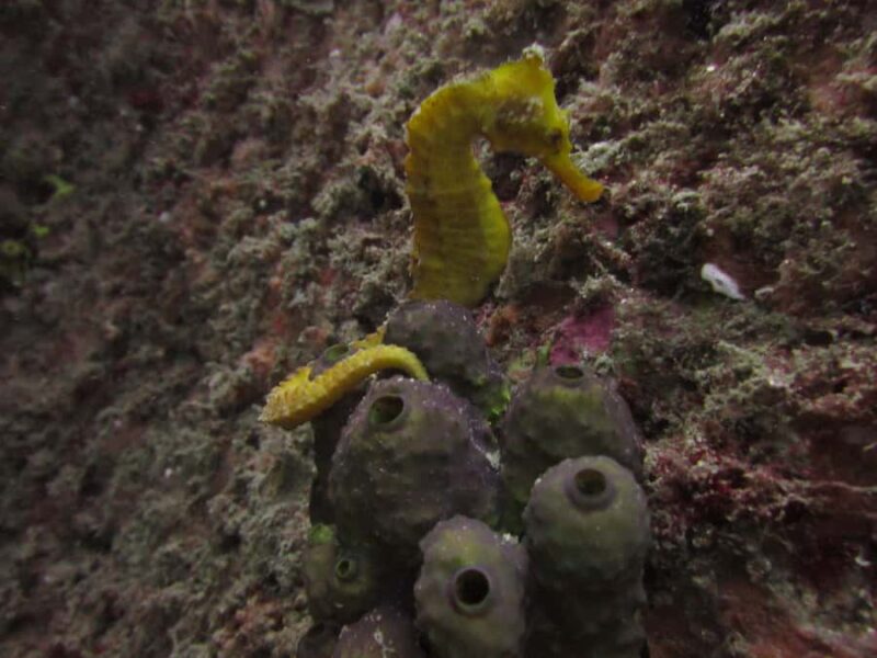 Cabo San Lucas: Scuba Diving in Cabo San Lucas Marine Park - The Diving Conditions in Baja California Sur