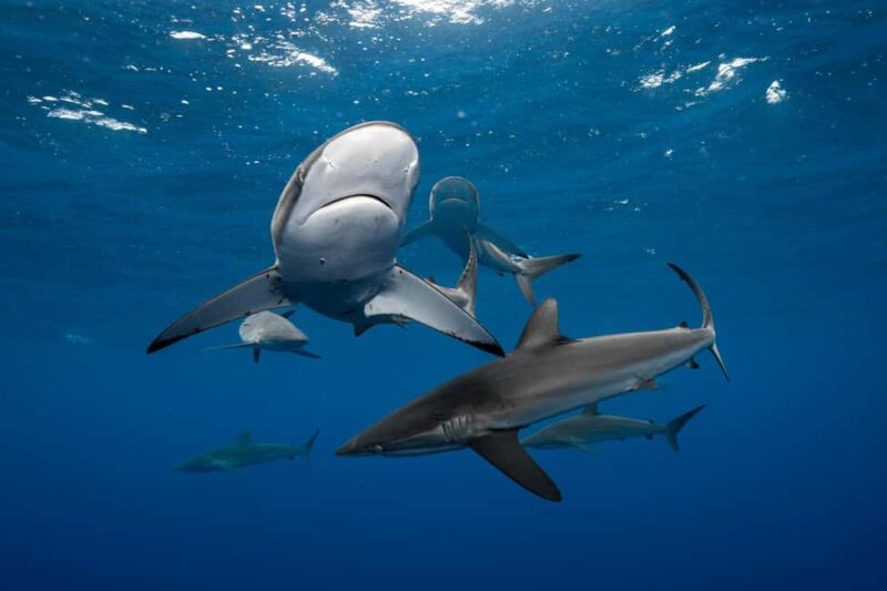 Cabo San Lucas: Shark Snorkeling and Freediving Tour - Logistics and Group Size