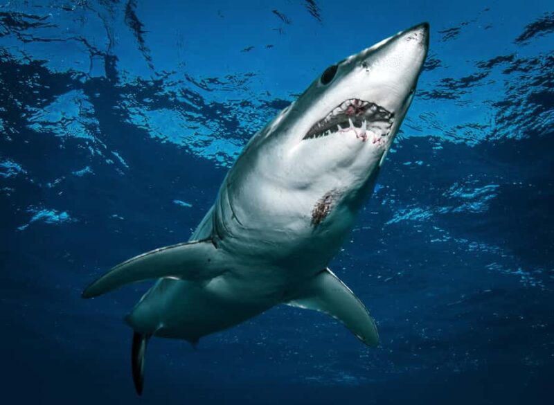 Cabo San Lucas: Shark Snorkeling and Freediving Tour - Safety and Participant Requirements