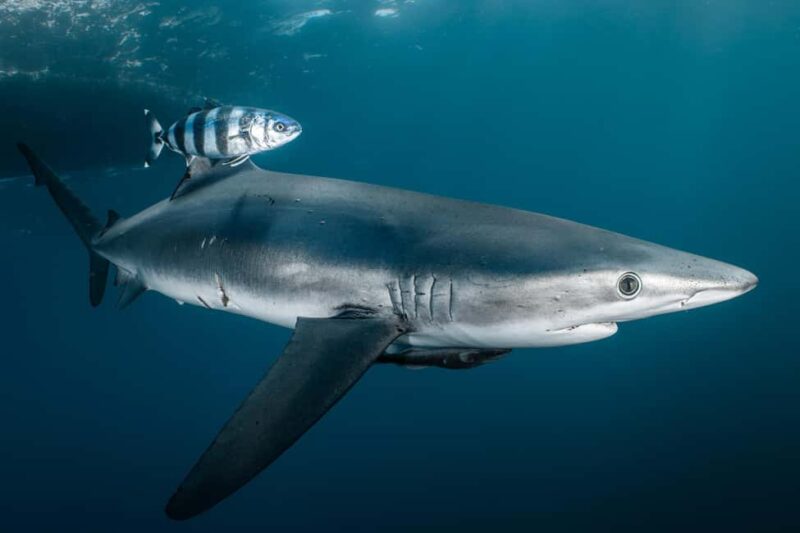 Cabo San Lucas: Shark Snorkeling and Freediving Tour - What the Tour Includes and What to Bring