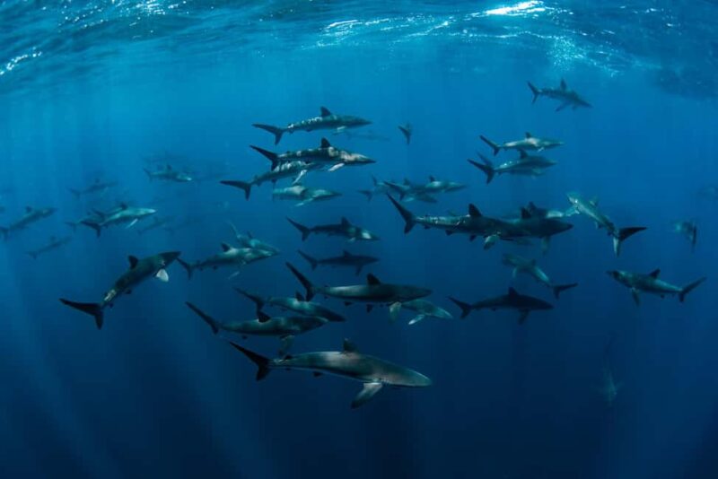 Cabo San Lucas: Shark Snorkeling and Freediving Tour - Cabo San Lucas Shark Snorkeling: A Unique Marine Encounter