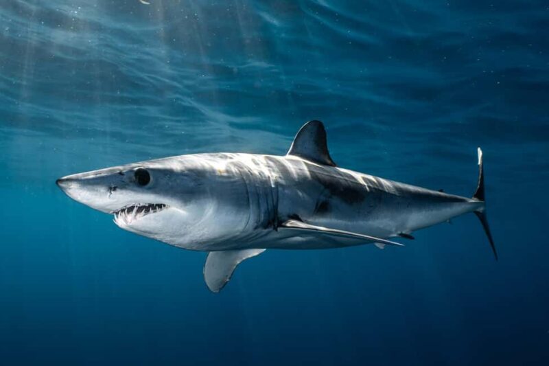 Cabo San Lucas: Shark Snorkeling and Freediving Tour - Final Thoughts on the Shark Snorkeling and Freediving Tour