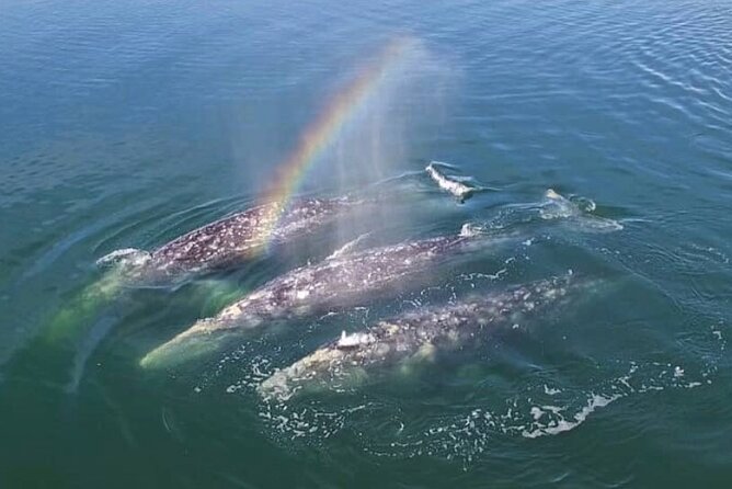 Cabo San Lucas Small-Group Whale Watching Tour: Hear the Whales - Experience Whale Songs and Scenic Seaside Stops in Cabo San Lucas