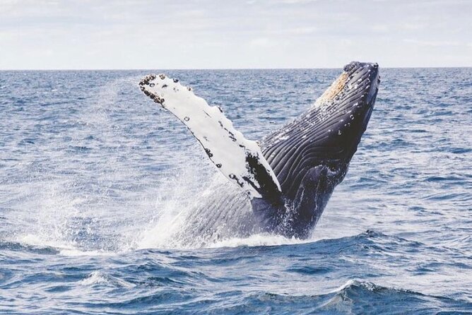 Cabo San Lucas Small-Group Whale Watching Tour: Hear the Whales - Scenic Stops and Sightseeing Highlights