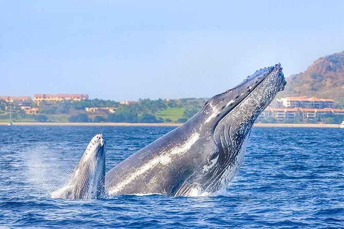 Cabo San Lucas Small-Group Whale Watching Tour: Hear the Whales - Photography and Souvenir Opportunities
