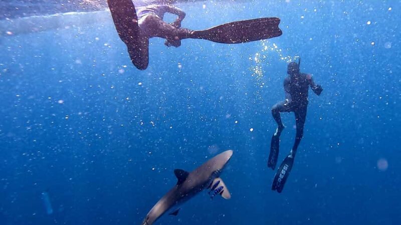 Cabo San Lucas: Snorkel with Sharks w/Drinks & Snacks - The Speedboat Journey to Marine Hotspots