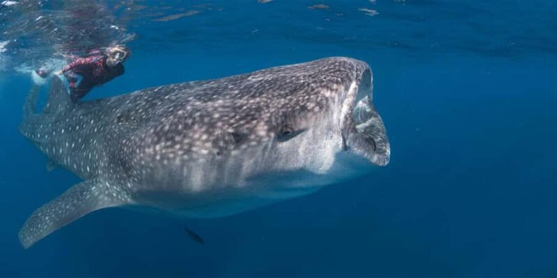 Cabo San Lucas: Snorkeling with Whale Sharks & Breakfast - Discover the Unique Adventure of Snorkeling with Whale Sharks in Baja California Sur