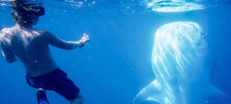 Cabo San Lucas: Snorkeling with Whale Sharks & Breakfast - Pricing and Duration: A Full-Day Marine Adventure