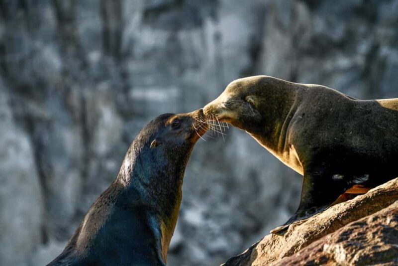 Cabo San Lucas: Sunset Cruise - Key Points