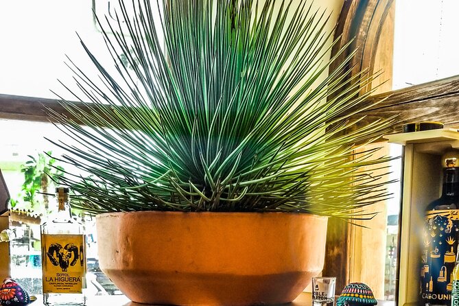 Cabo San Lucas Tequila Tasting Experience - Location and Accessibility