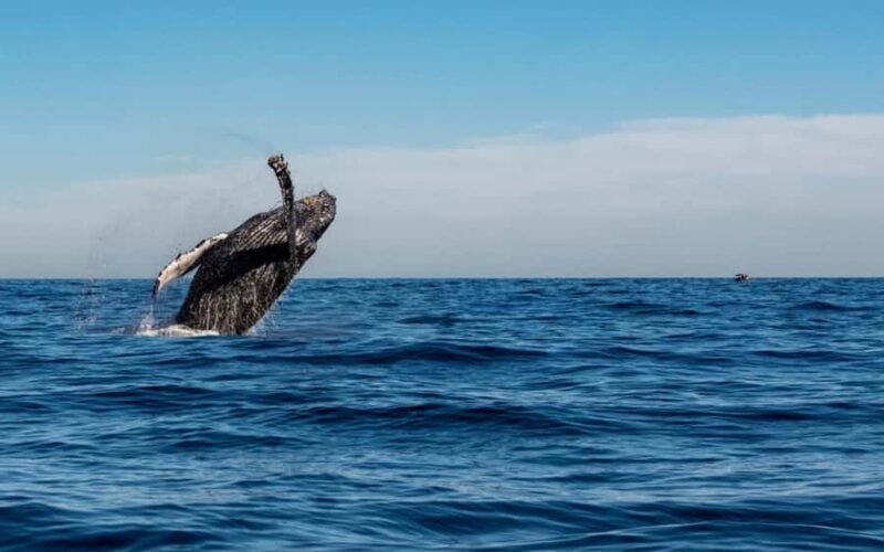 Cabo San Lucas Tour | Arch, Lovers Beach & Whale Waching - The Experience of the Small-Group Boat Tour