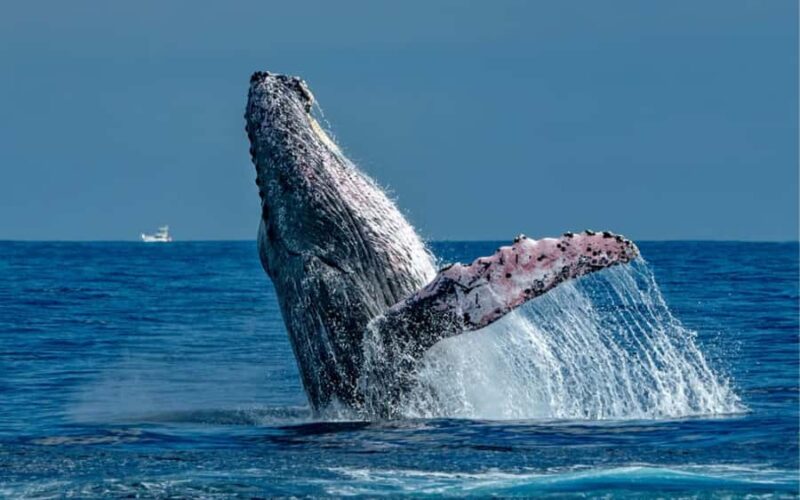 Cabo San Lucas Tour | Arch, Lovers Beach & Whale Waching - Why This Cabo Whale-Watching Tour Stands Out