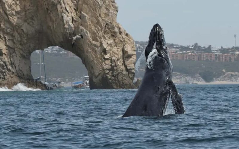 Cabo San Lucas Tour | Arch, Lovers Beach & Whale Waching - Frequently Asked Questions
