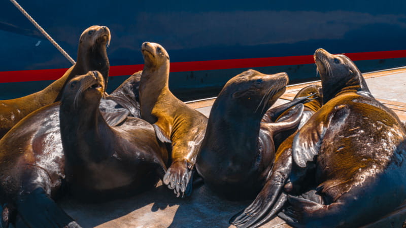 Cabo San Lucas: Tour paseo al Arco + bajada en playa - Key Points