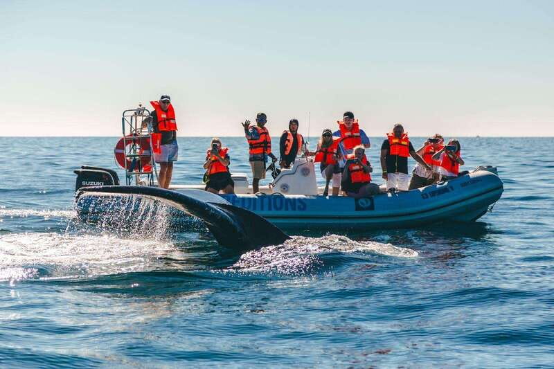 Cabo San Lucas: Up-Close Whale Watching Small-Group Tour - Discover the Ultimate Small-Group Whale Watching Tour in Cabo San Lucas