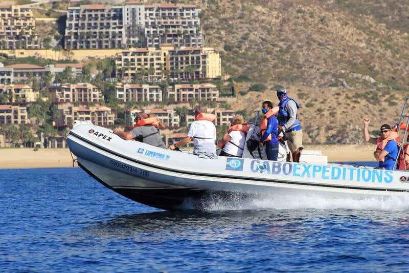 Cabo San Lucas: Up-Close Whale Watching Small-Group Tour - What to Expect During the Whale Watching Experience
